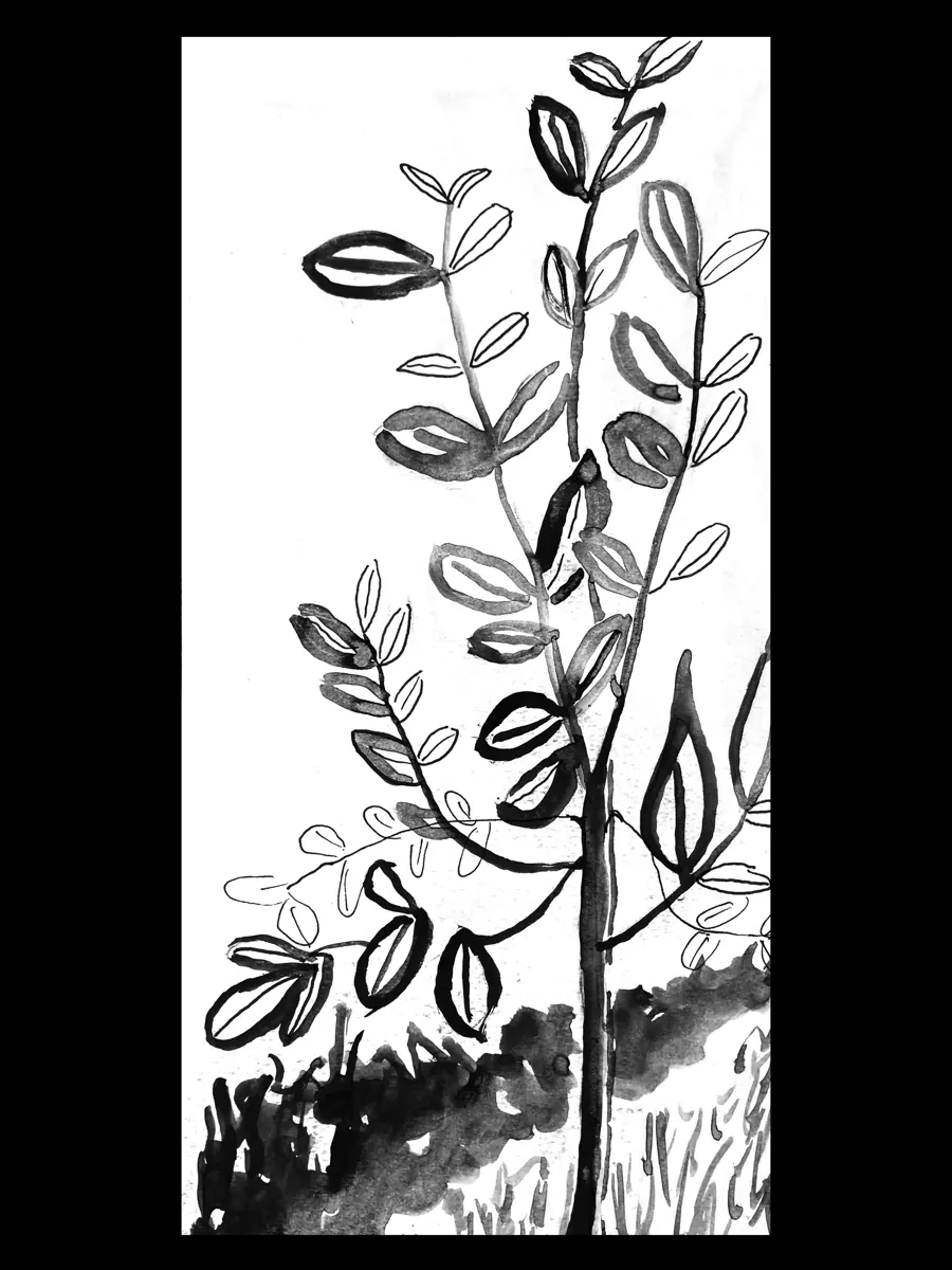 Coca (Erythroxylum coca) &mdash; 2025. Ink on paper, 8x11 in.