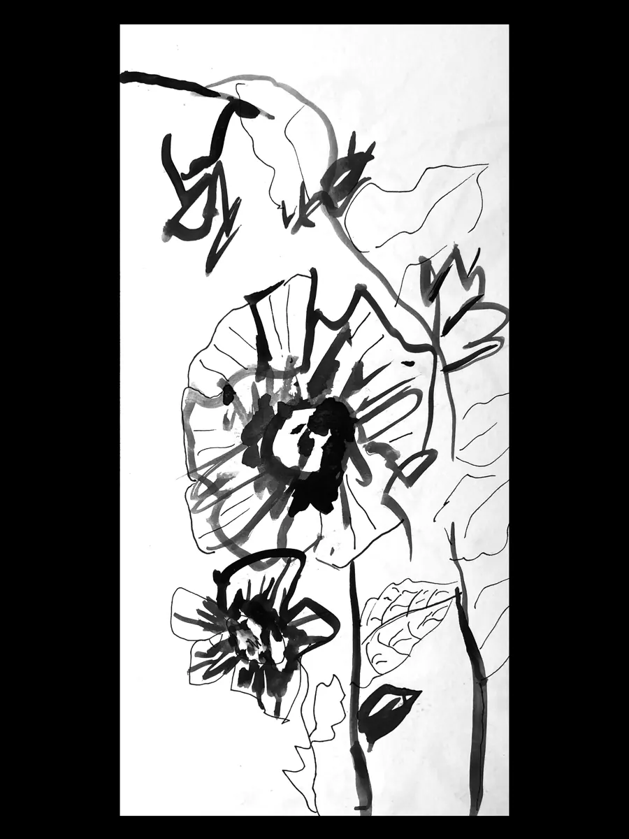 Hibisco (Hibiscus rosa-sinensis) &mdash; 2025. Ink on paper, 8x11 in.