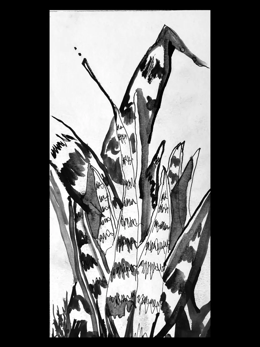 Lengua de suegra (Dracaena trifasciata) &mdash; 2025. Ink on paper, 8x11 in.