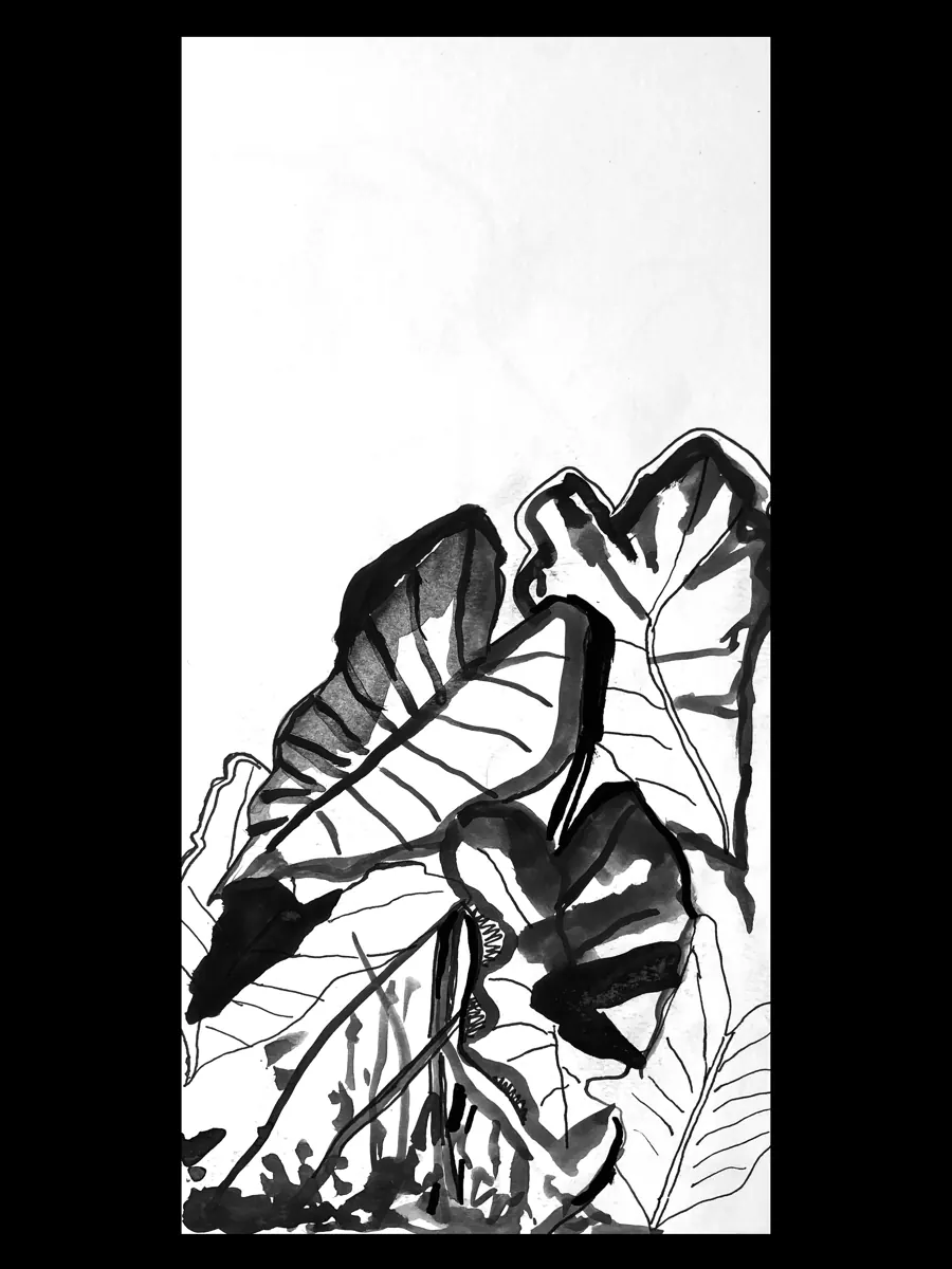 Malanga (Colocasia esculenta) &mdash; 2025. Ink on paper, 8x11 in.