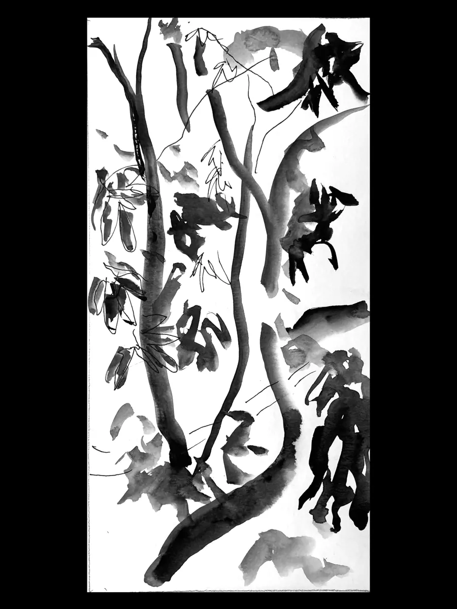 Mango (Mangifera indica) &mdash; 2025. Ink on paper, 8x11 in.