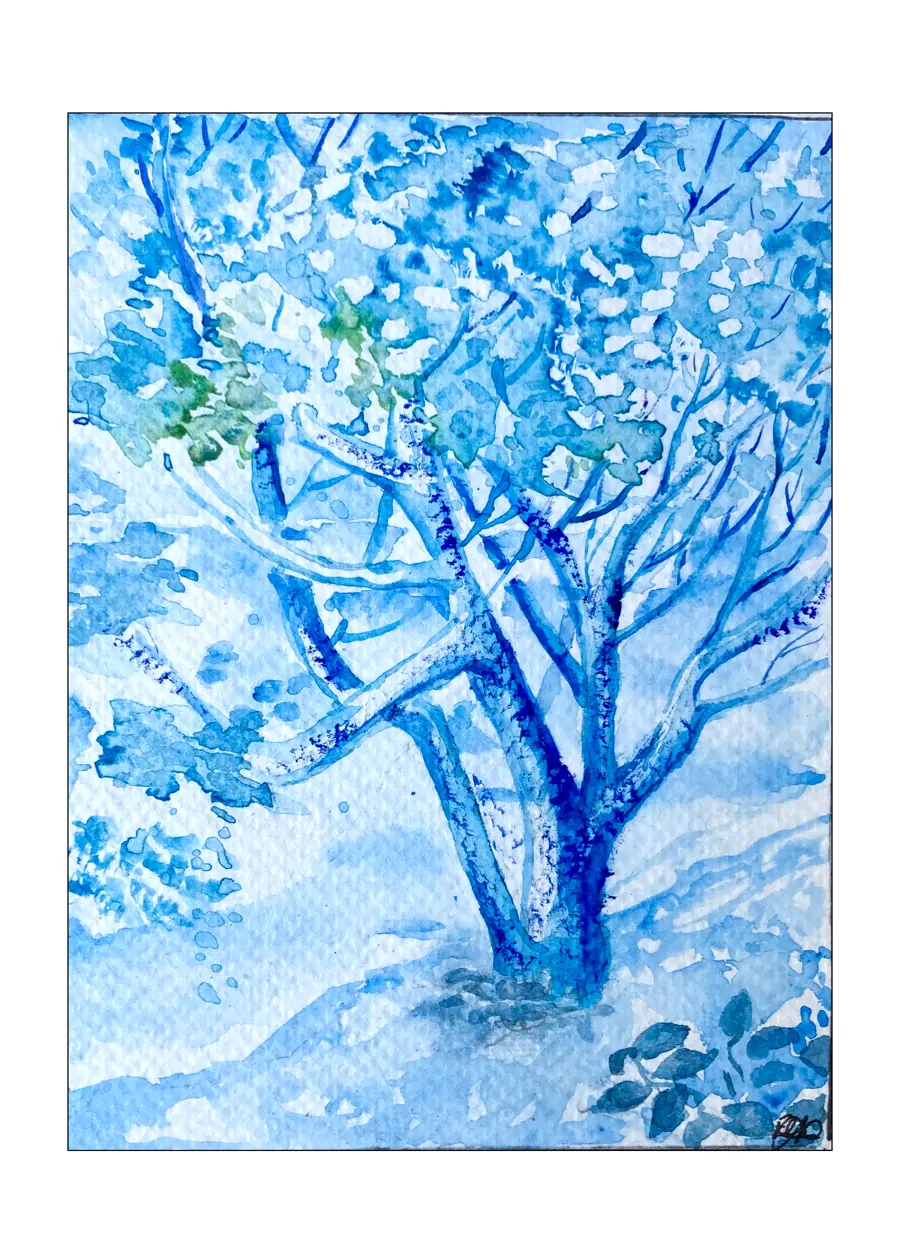 Romerillo (Suriana maritima) &mdash; 2025. Watercolour, 6x8 in.